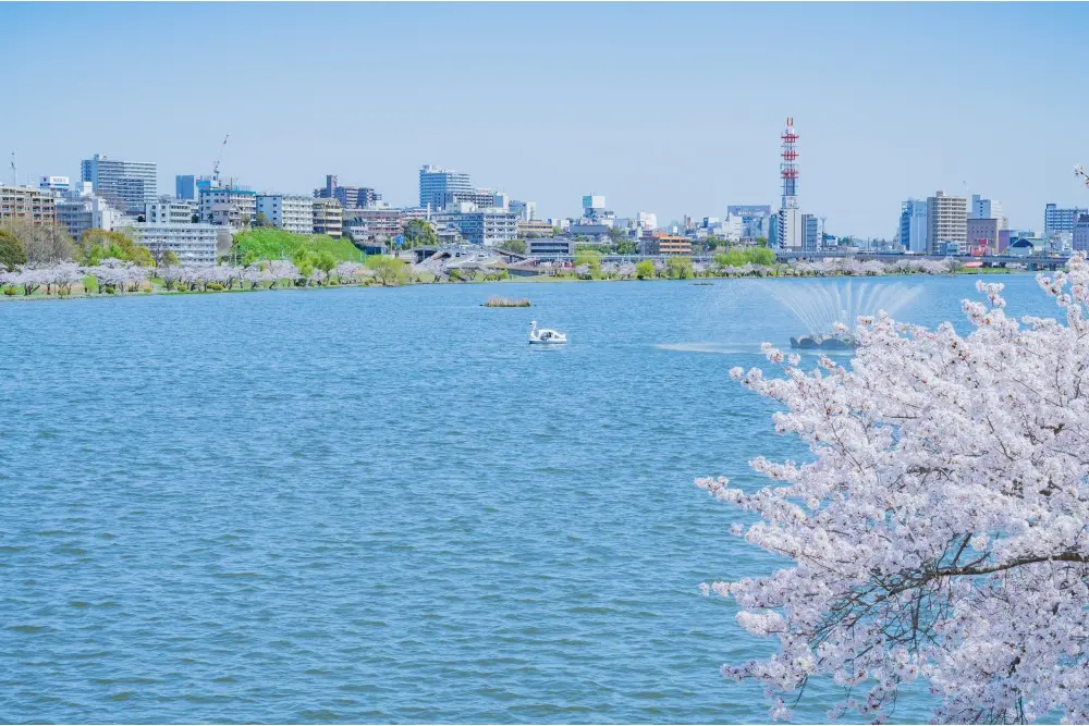 水戸市の千波湖の風景写真です。